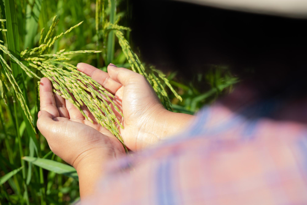 Read more about the article Mengenal Sustainable Agriculture Dan Cara Penerapannya